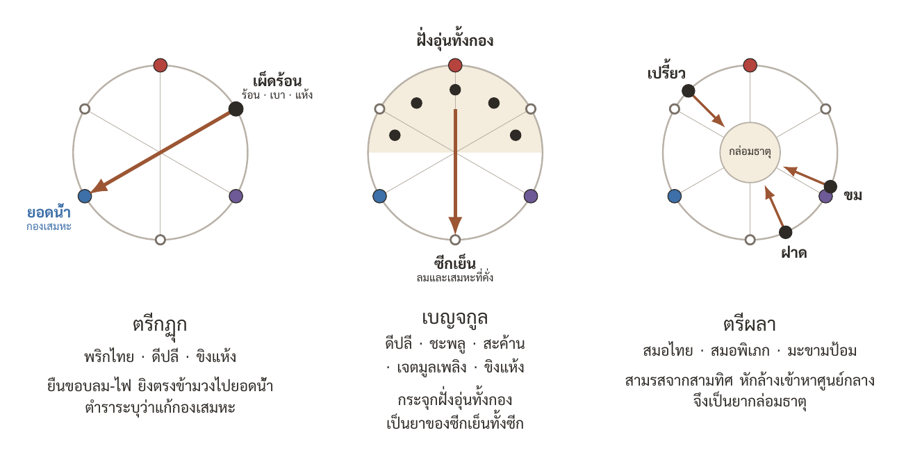 พิกัดยาไทยสามตำรับบนวงล้อเดียวกัน — ตรีกฏุกยืนที่ขอบลม-ไฟแล้วยิงตรงข้ามวงไปยอดน้ำ ซึ่งเป็นตำแหน่งของกองเสมหะพอดี เบญจกูลกระจุกอยู่ฝั่งอุ่นทั้งกอง จึงทำงานกับซีกเย็นของวงได้ทั้งซีก ส่วนตรีผลาหยิบรสที่หักล้างกันเองมาไว้ในตำรับเดียว แรงจึงเกลี่ยเข้าหาศูนย์กลางแทนที่จะเล็งไปทางใดทางหนึ่ง